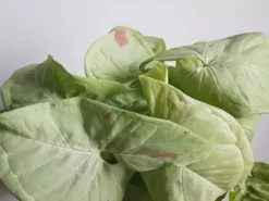 Pot + Plant Gift Box Syngonium Confetti 🎉 - Pot + Plant + Soil Syngoniums