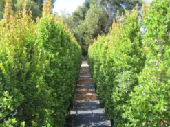 Hedge Shrubs Syzygium "orange Twist"