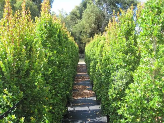 Hedge Shrubs Syzygium "orange Twist" 3 Hedge Shrubs Syzygium "orange Twist"