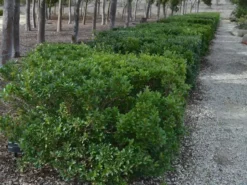 Hedge Shrubs Syzygium Australe 'Bush Christmas'