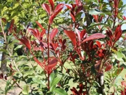 Ozbreed Thin Red™ Photinia X Fraseri ‘NP01’ PBR 10 Ozbreed Thin Red™ Photinia X Fraseri ‘NP01’ PBR