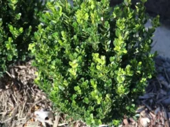 Hedge Buxus Microphylla 'Faulkner'