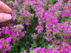 Shrubs Full Sun Creeping Thyme -Thymus Praecox