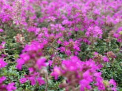 Shrubs Full Sun Creeping Thyme -Thymus Praecox