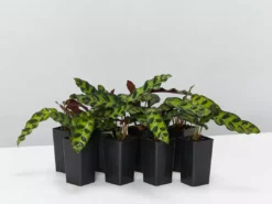 Indoor Garden Pet-friendly Indoor Plants Calathea Insignis Rattle Snake Box