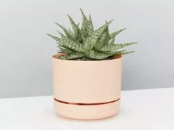 Succulents Aloe White Beauty - Pot + Plant Full Sun