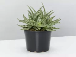 Succulents Aloe White Beauty - Pot + Plant Full Sun