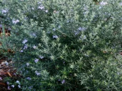 Hedge Westringia Fruticosa Jervis Gem