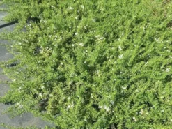 Shrubs Ground Covers Myoporum Parvifolium Fine Leaf 12 Shrubs Ground Covers Myoporum Parvifolium Fine Leaf