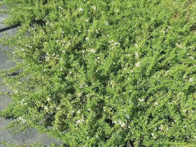 Shrubs Ground Covers Myoporum Parvifolium Fine Leaf 7 Shrubs Ground Covers Myoporum Parvifolium Fine Leaf