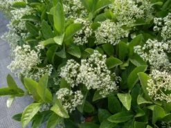 Hedge Viburnum Odoratissimum 'Sweet Viburnum' Screening Plant Pack Hedging Plants