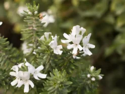 Shrubs Westringia Fruticosa Hedging Plants