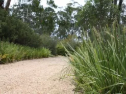 Shrubs Lomandra Longifolia Mat Rush 11 Shrubs Lomandra Longifolia Mat Rush