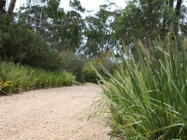 Shrubs Lomandra Longifolia Mat Rush 6 Shrubs Lomandra Longifolia Mat Rush