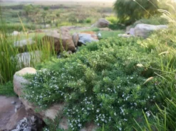 Ozbreed Myoporum Parvifolium Yareena Creeping Boobialla Groundcover Pack