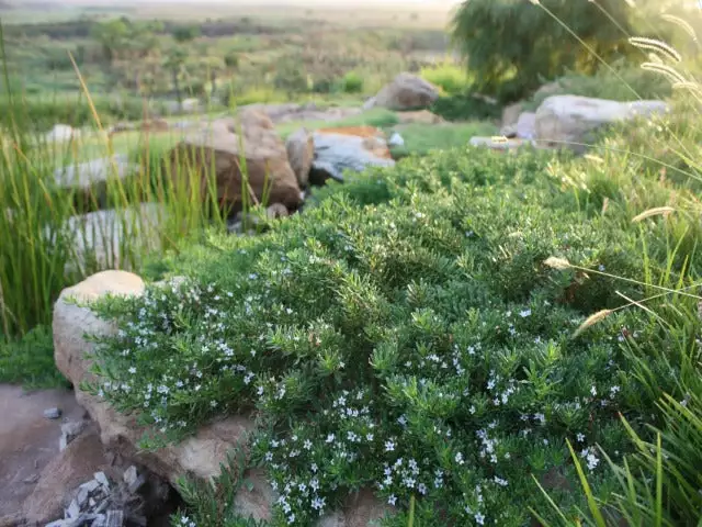 Ozbreed Myoporum Parvifolium Yareena Creeping Boobialla Groundcover Pack 4 Ozbreed Myoporum Parvifolium Yareena Creeping Boobialla Groundcover Pack