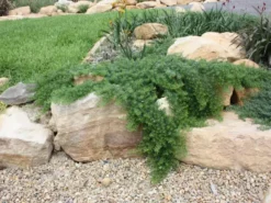 Ozbreed Myoporum Parvifolium Yareena Creeping Boobialla Groundcover Pack 12 Ozbreed Myoporum Parvifolium Yareena Creeping Boobialla Groundcover Pack