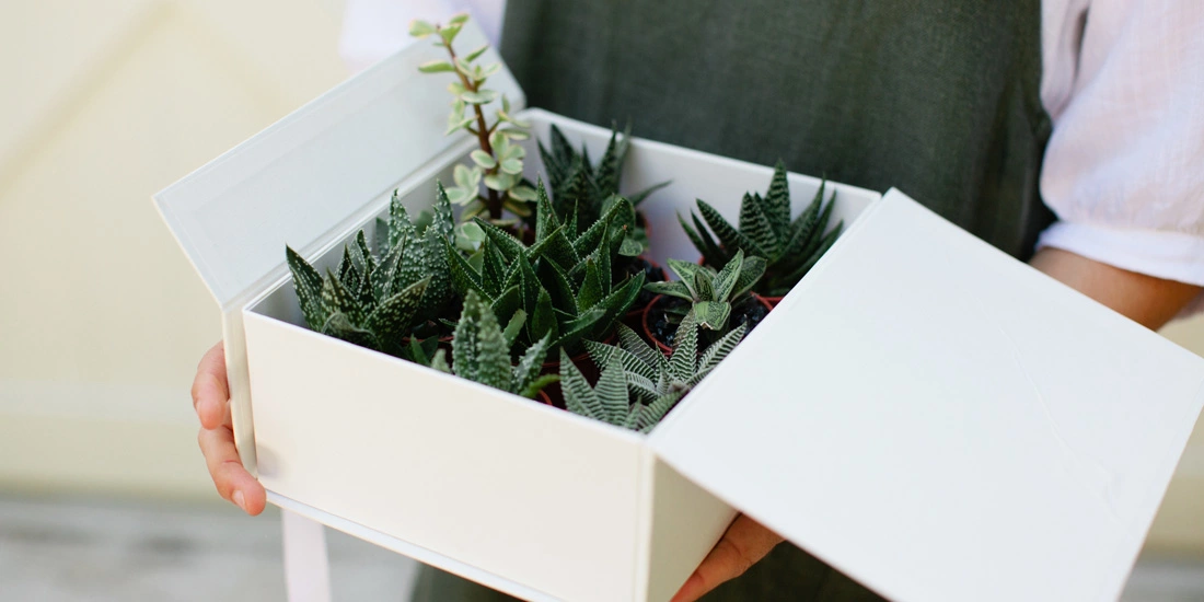 Outlet Plants in a box Store -Plants In A Box Sales TWE plants in a box delivery 02