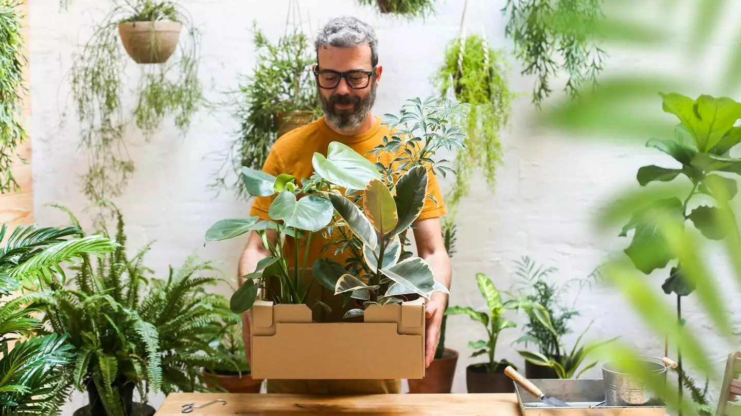 Outlet Plants in a box Store -Plants In A Box Sales man moving plants cardboard
