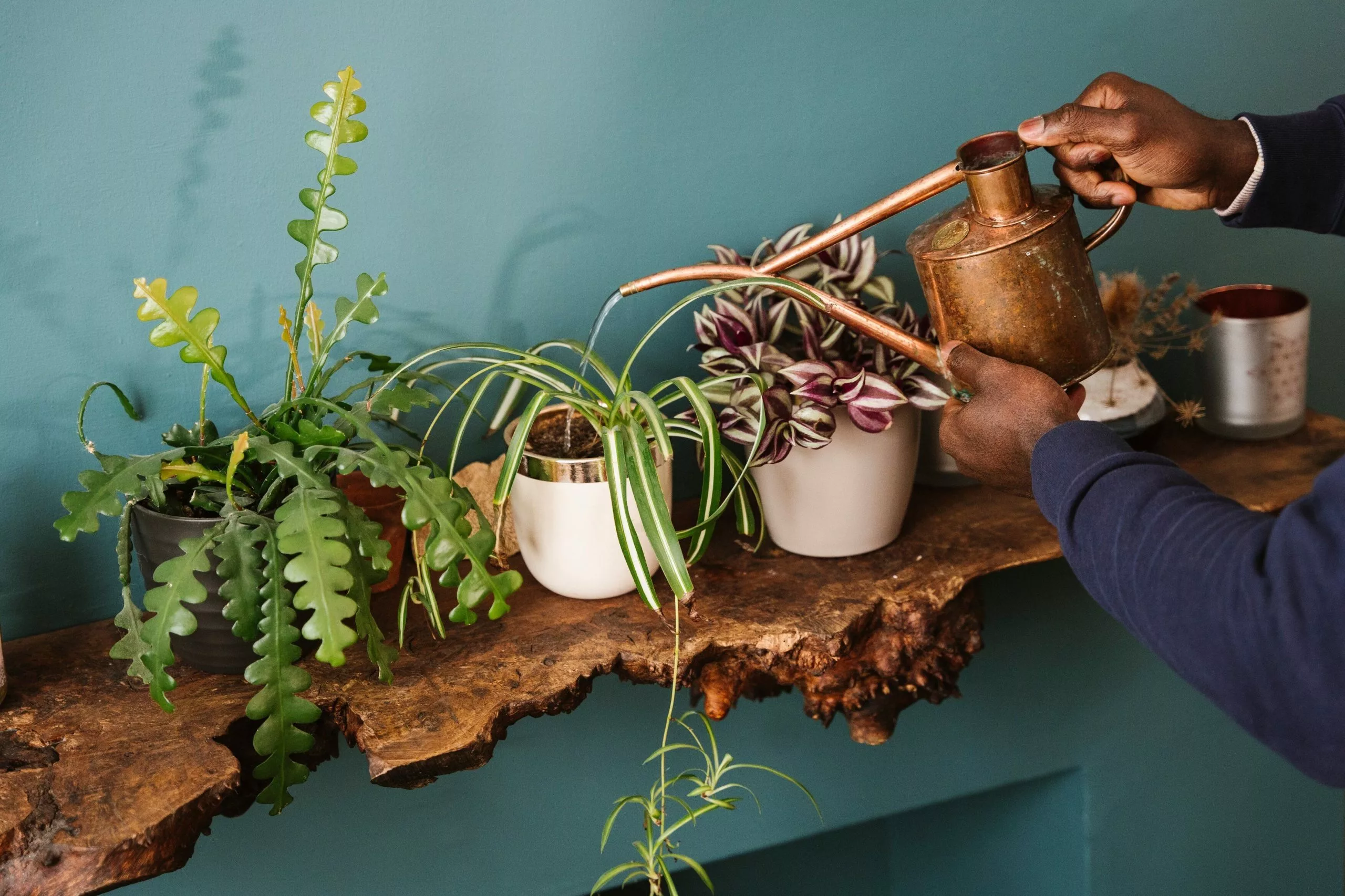 Outlet Plants in a box Store -Plants In A Box Sales rhs plant rescue box 1673626496 scaled